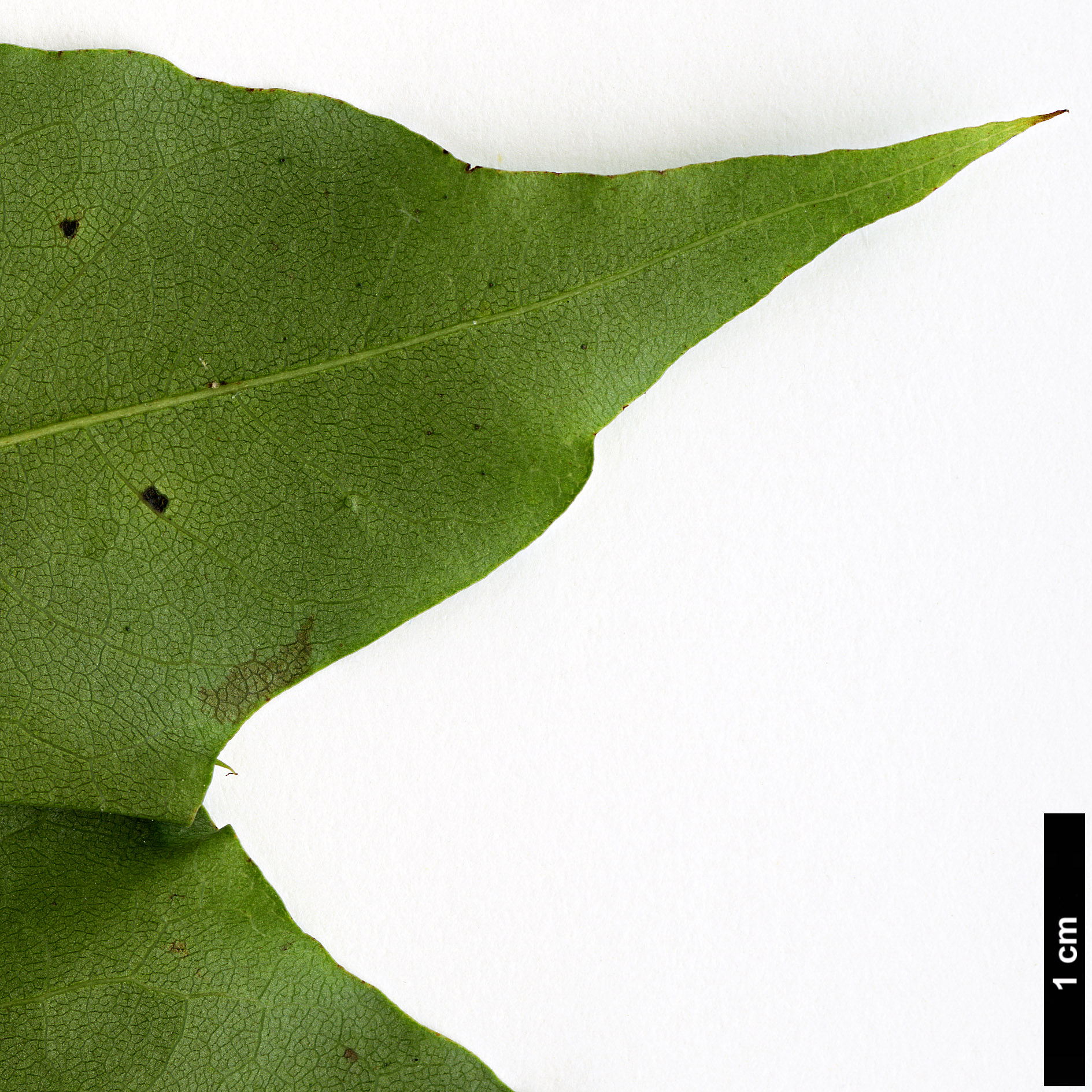 High resolution image: Family: Sapindaceae - Genus: Acer - Taxon: pictum - SpeciesSub: subsp. macropterum